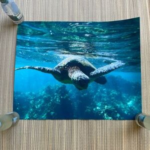 Maui Honu Sea Turtle Ocean Print by photographer direct